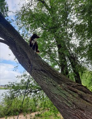 und plötzlich saß ein Hund auf dem Baum
